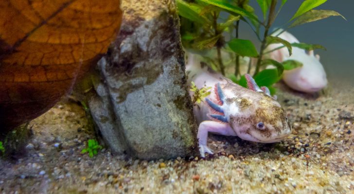 Axolotls are carnivores