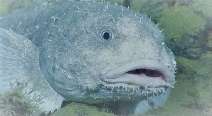 Blobfish might be a gooey mess out of water, but check out a living one!  (VIDEO), WTF!?