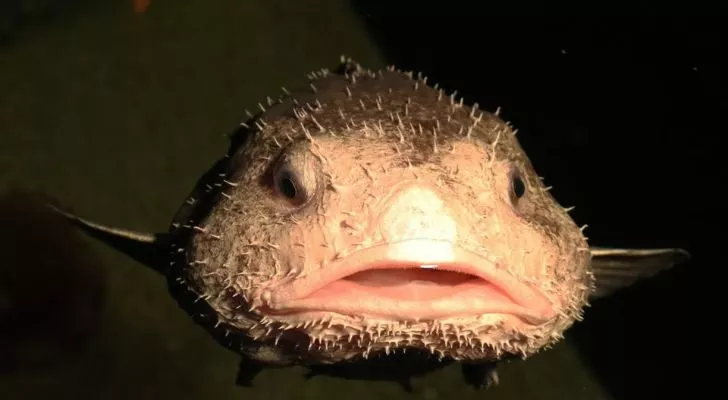 9 Interesting Facts About the Blobfish 