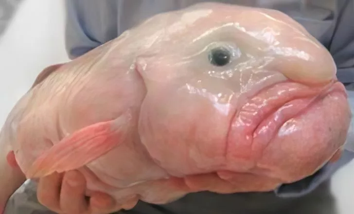 Fish with human face, Blob fish, Breaking facts