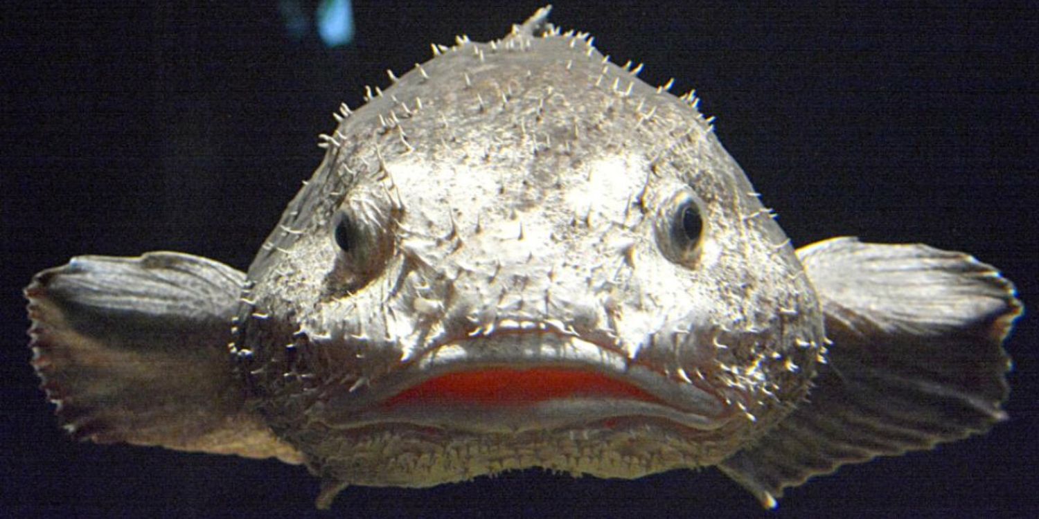 Blobfish are Weird Gross and NOT Beautiful 