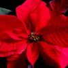 Facts about poinsettia's