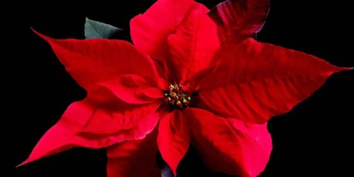 Facts about poinsettia's