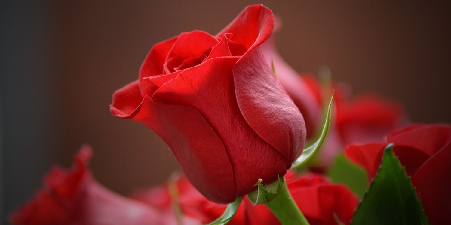12 Romantic Facts About Red Roses - The Fact Site