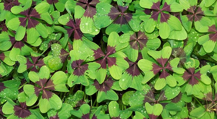 Fake four-leaf clovers