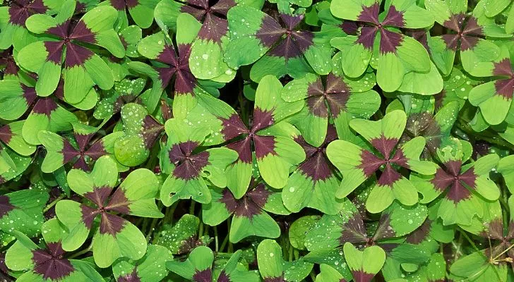 Curious Questions: Why are four-leaf clovers lucky? - Country Life