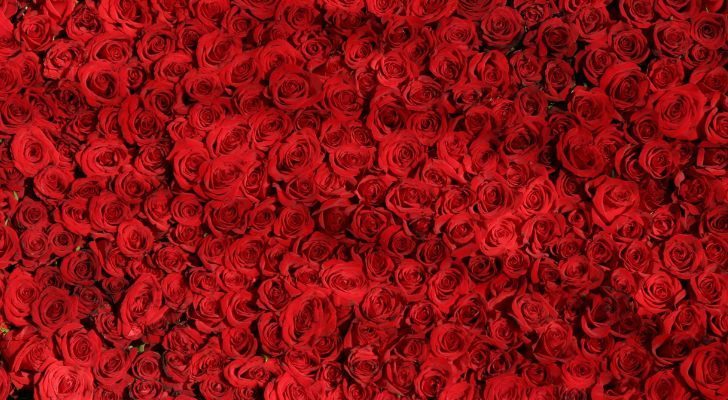 Vibrant red roses