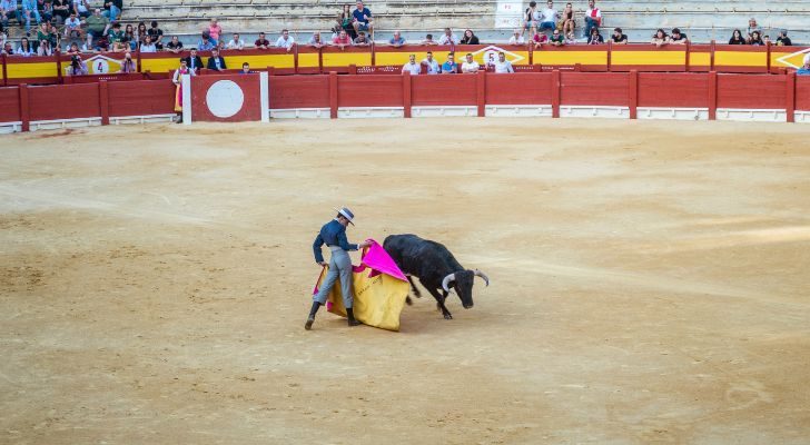 A bullfight in the early stages, before the matador wears the red cape