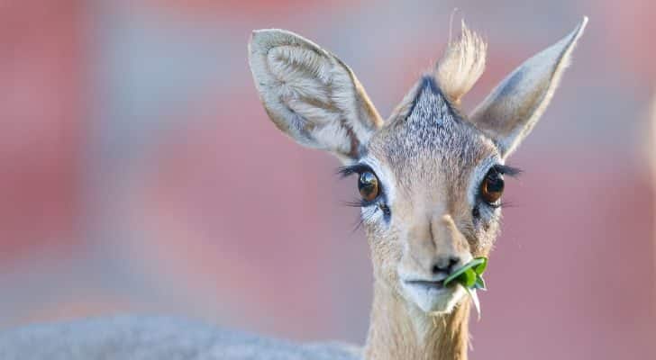 A dik-dik chewing on a leaf