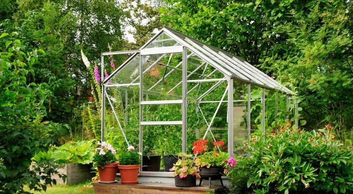 A greenhouse full of lush, green plants