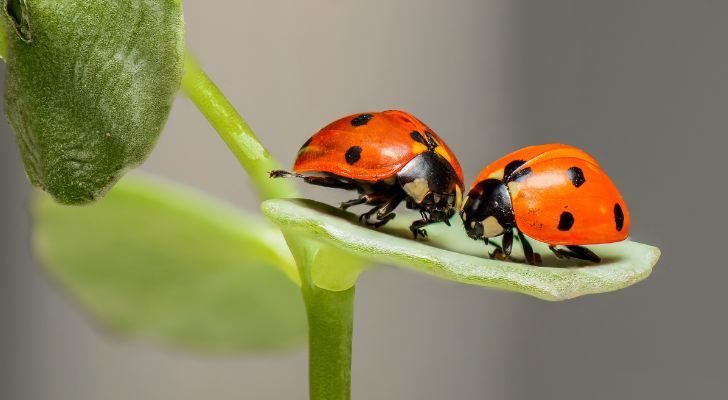 Two ladybugs on a leaf