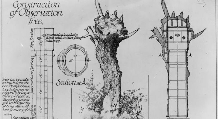 The design papers for a hollowed out tree for observation