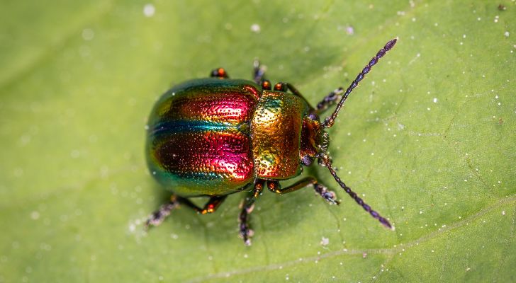 A colorful beetle on a leaf