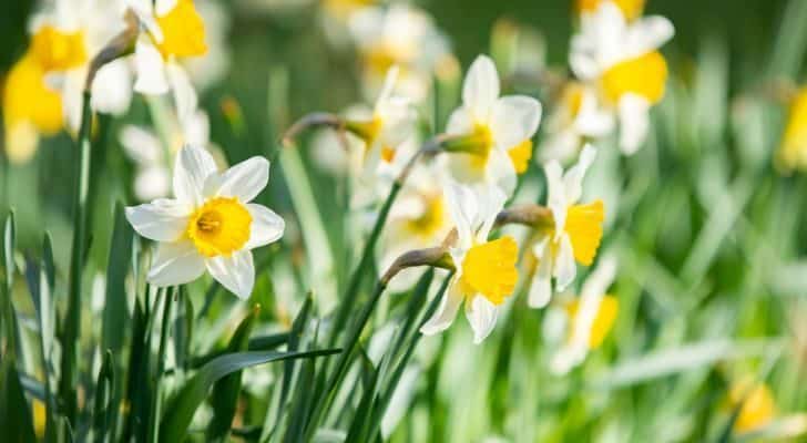 Daffodils growing in a field