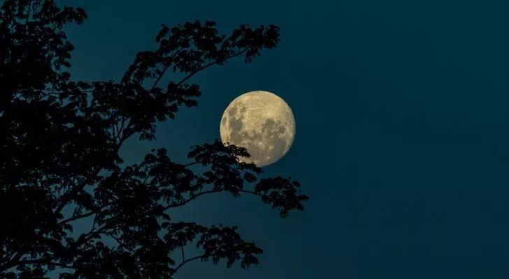 A full moon in the night sky, partially obscured by a tree