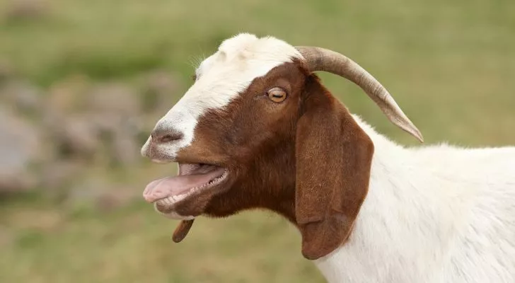 A brown and white goat with horns sticking its tongue out while bleating