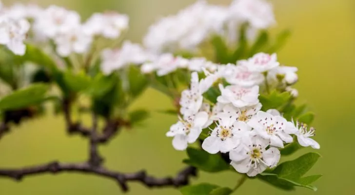 A collection of white hawthorn flowers growing from a small branch