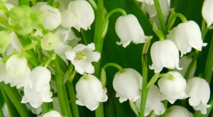 A group of lily of the valley flowers with their typical drooping white petals