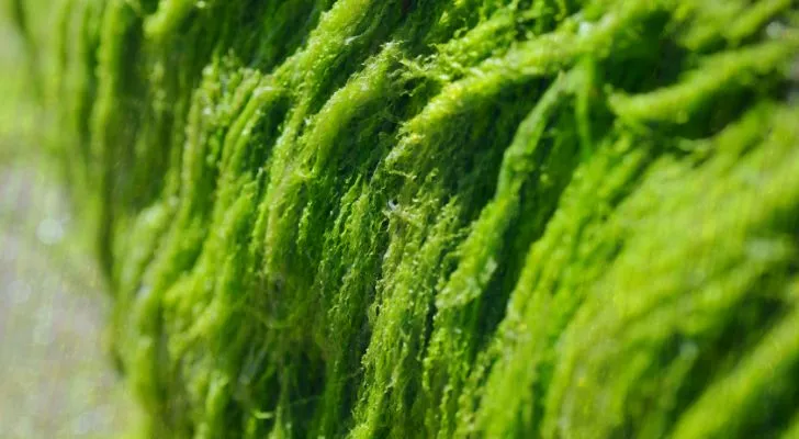 Algae Close Up