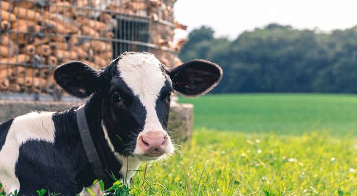 A cow sitting in some long grass on a farm