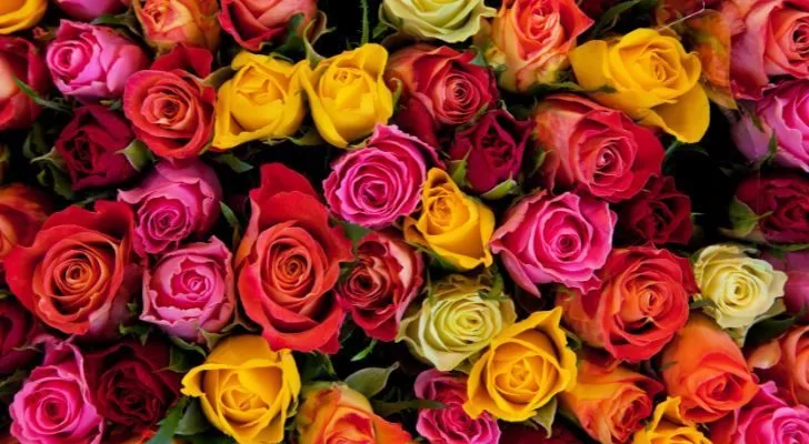 A collection of roses in different shades of red, orange and yellow