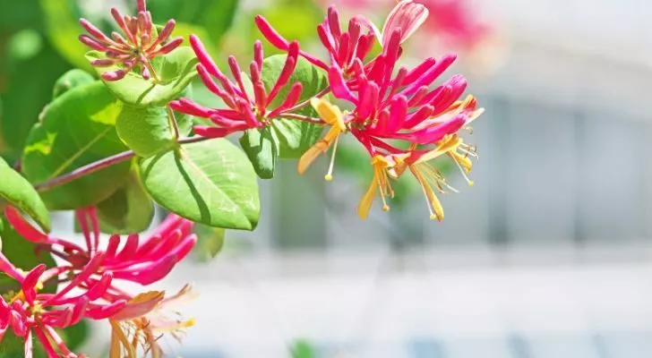 A pink honeysuckle flower growing in the sun