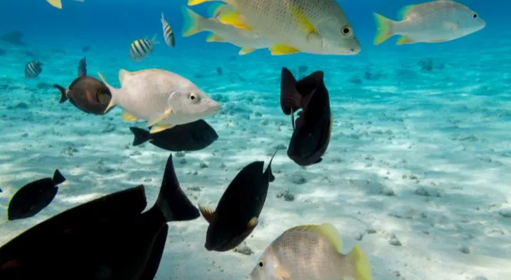 A collection of multicolored fish swimming in the sea
