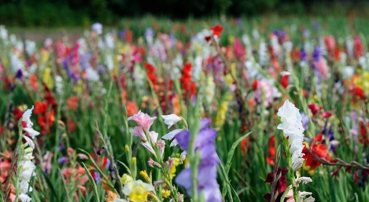 Various colored Gladioli growing together in a field