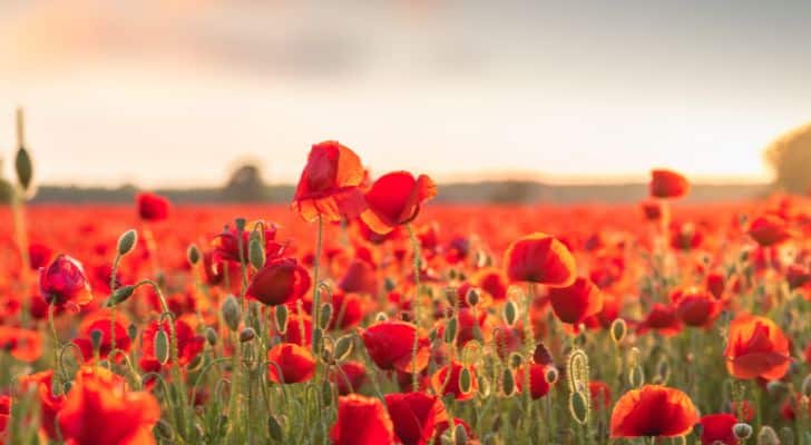 A field of bright red poppies stretching into the distance