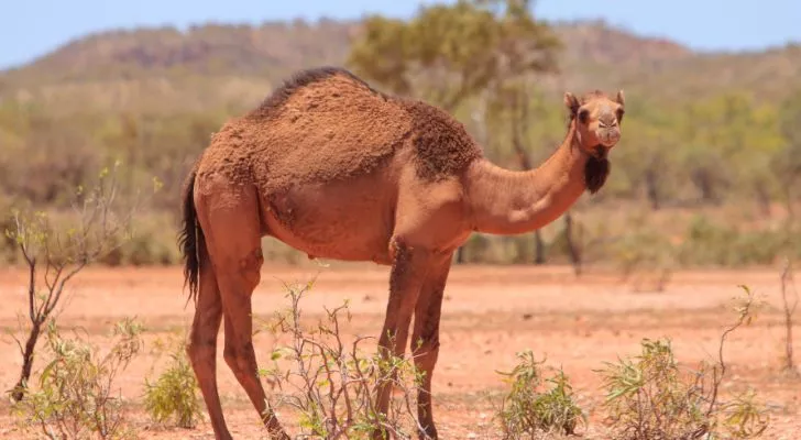 A feral camel in the open outback of Australia