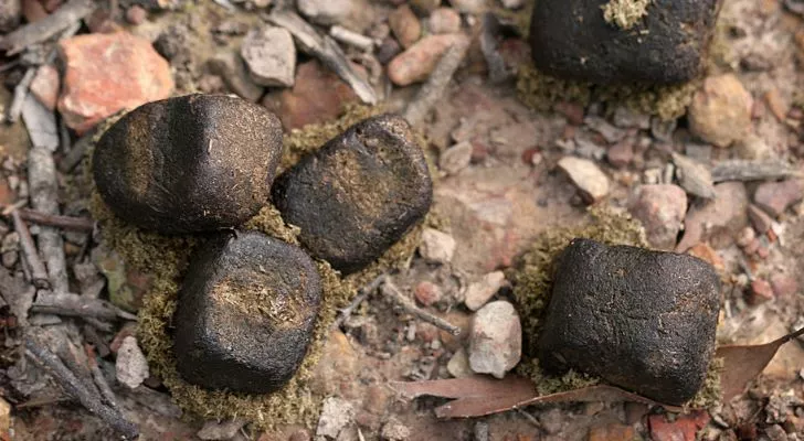 A small pile of cube-shaped droppings from a wombat