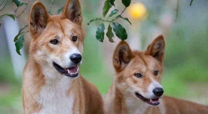 Two dingoes under a tree look excitedly into the distance