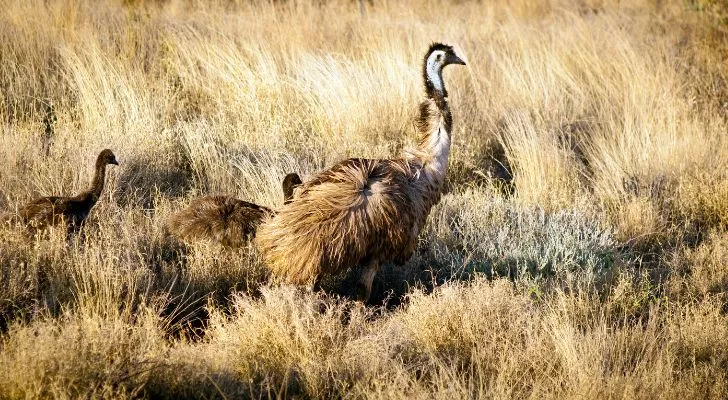 An adult emu with its young chicks in the outback