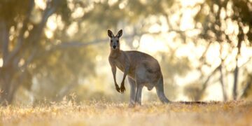 Australian Animal Facts