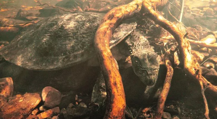 A Fitzroy River turtle hiding underwater between the roots of a tree in a river