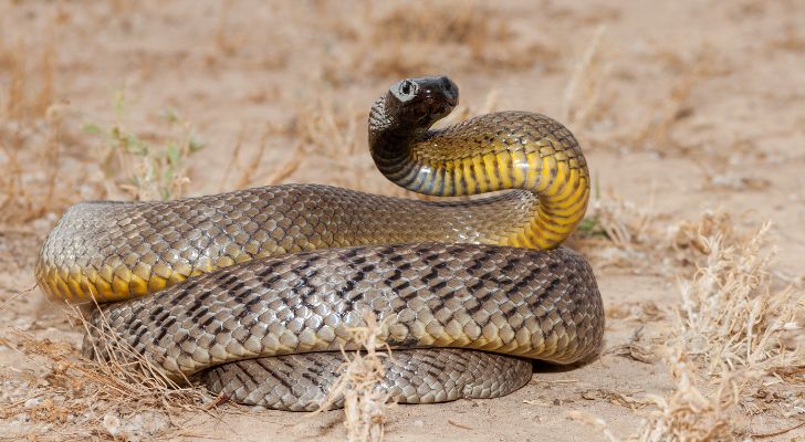 An inland taipan coils up, ready to strike