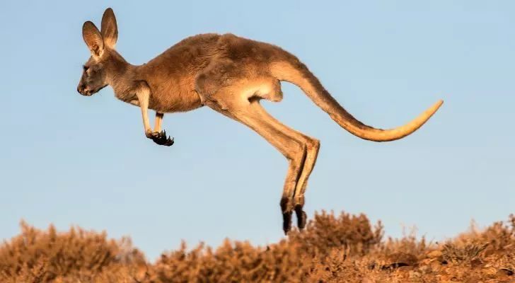 A kangaroo bounding quickly along in an open plain