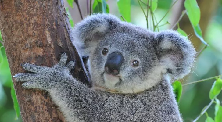 A koala gripping onto a tree trunk, showcasing it's two thumbs