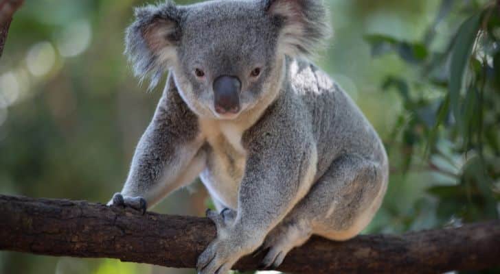 A koala sitting peacefully on a tree branch