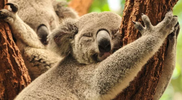 Two koalas sleeping in a tree