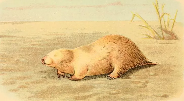 A marsupial mole, with its barely perceivable eyes and golden yellow coat