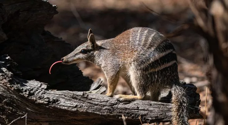 A numbat sitting on a fallen tree and sticking its long tongue out