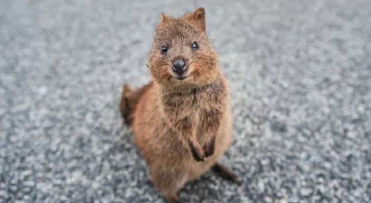 A quokka appearing to smile cutely