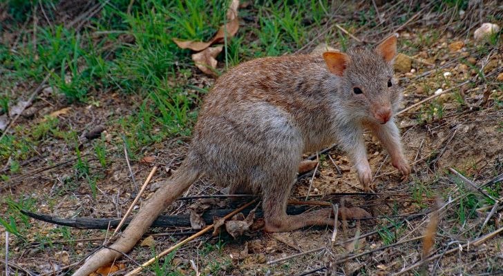 A rufous rat-kangaroo in a forested area