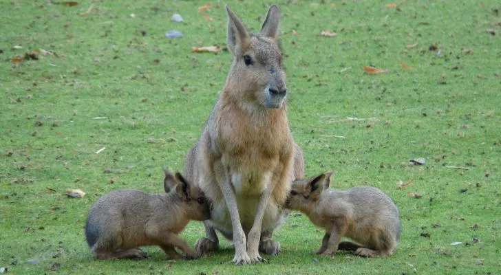 A wallaby and its two offspring sitting in a meadow