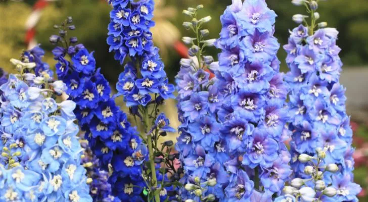 A collection of larkspurs in various shades of blue growing together