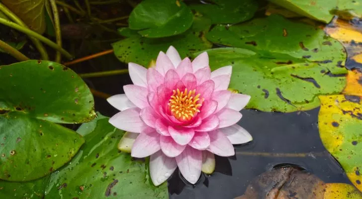 A bright pink water lily floating in a pond, surrounded by lily pads
