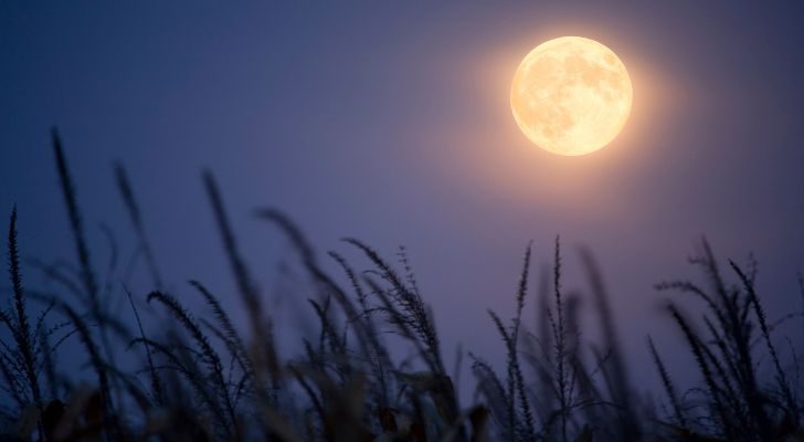 An orange Harvest Moon hanging in the sky over a field of wheat