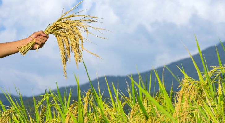 A sheaf of wheat being held in the air over a wheat field