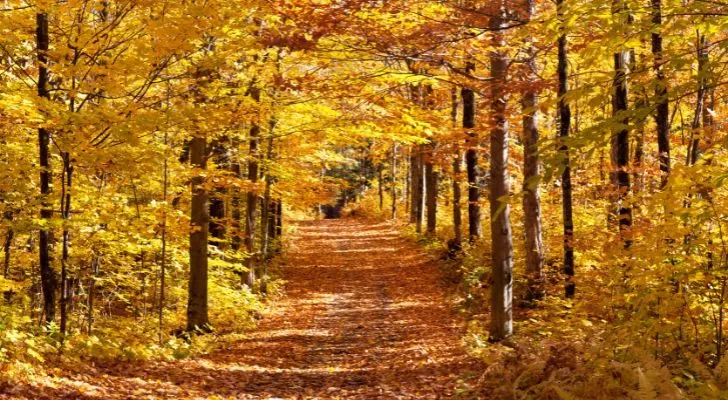 A path through a forest under a canopy of yellow and orange leaves